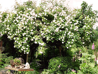 Der Garten der Rosenschmiede