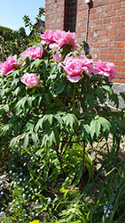 Impressionen aus dem Garten der Rosenschmiede