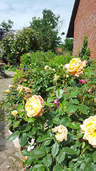 Impressionen aus dem Garten der Rosenschmiede